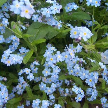 Forget Me Not...