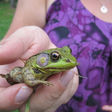 Love frogs!