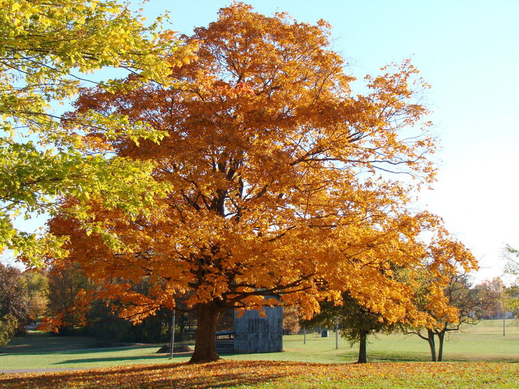 The Beautiful Colors of Fall