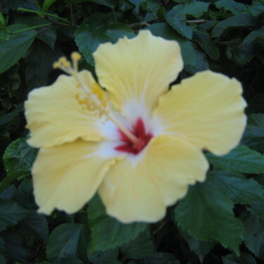 Hibiscus outside my hotel room