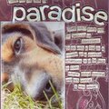 Paradise  (TBS in Doodling for Papercrafters)
