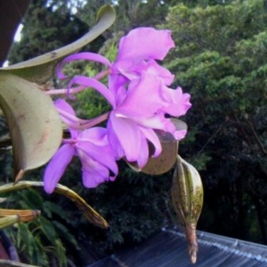 Giaria Morada Orchid