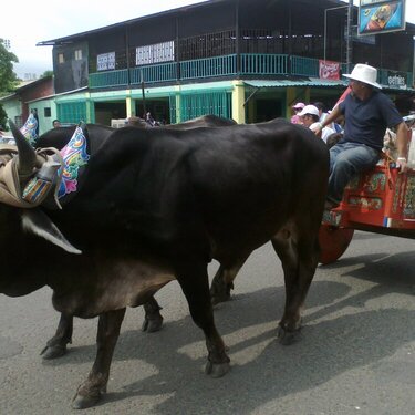 Carreta tipica