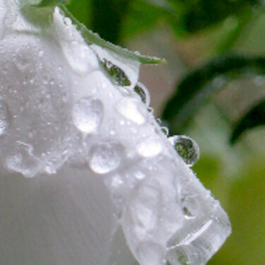 raindrop flower