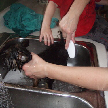New puppy getting a bath
