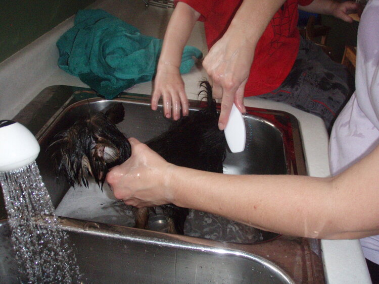 New puppy getting a bath