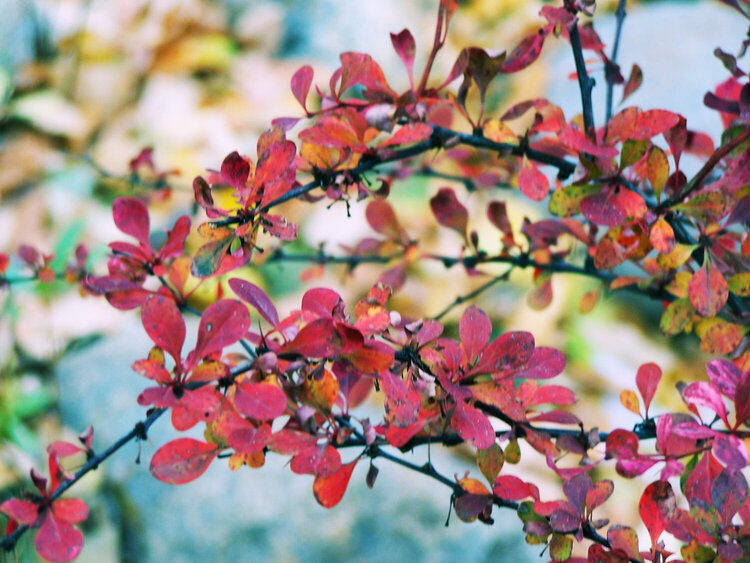 Estes Park Foliage