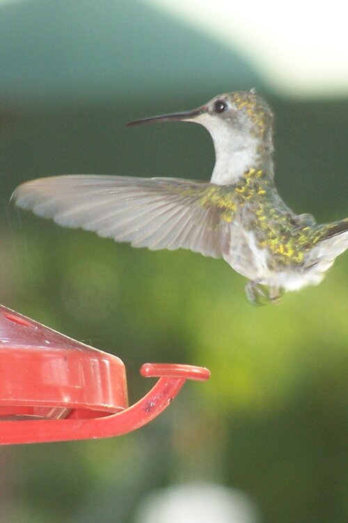 Lady Hummingbird
