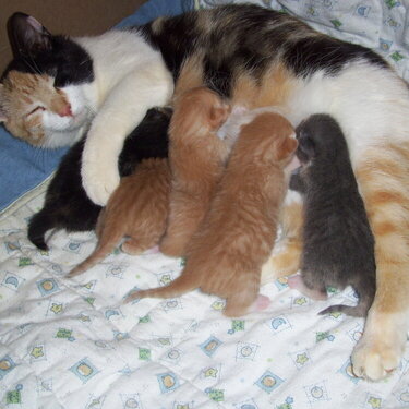 Dottie and her babies
