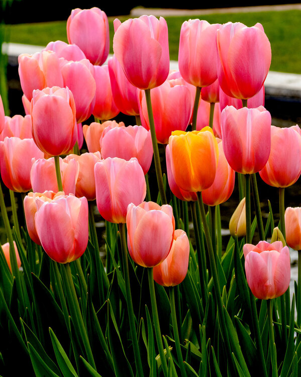 Tulips in Pink