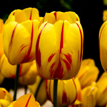 Tulips in Yellow