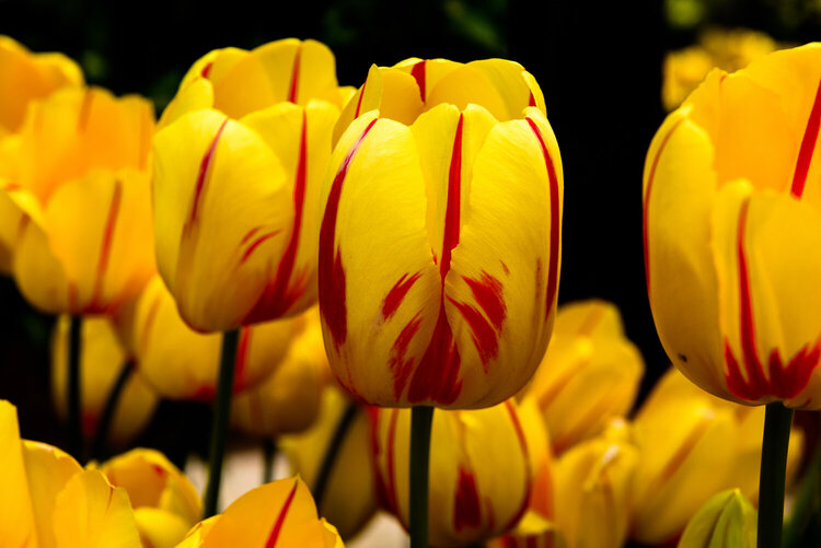 Tulips in Yellow