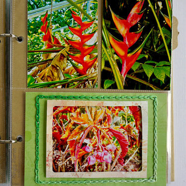 Heliconia and Other Tropical Plants -- 6x8 Scrapbooking Pocket Page Layout