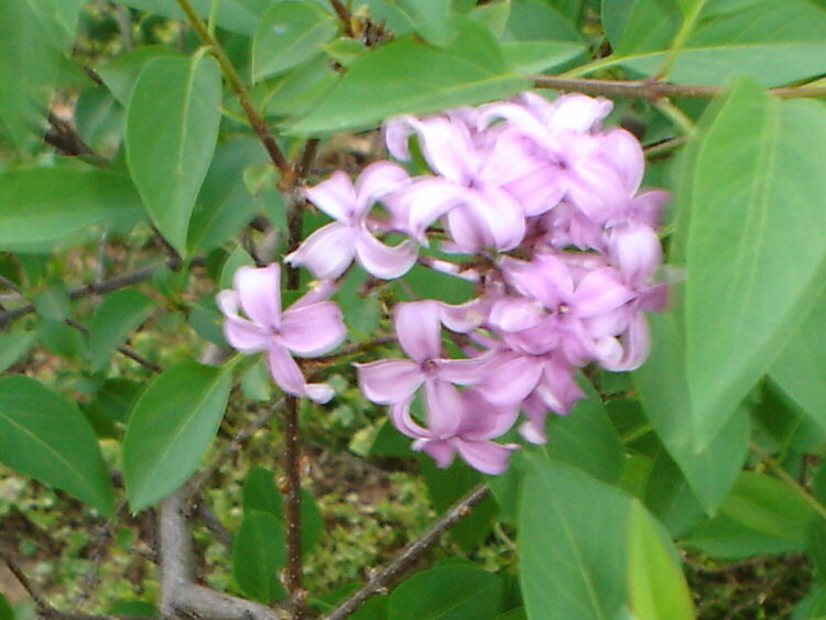 Lavender Flower