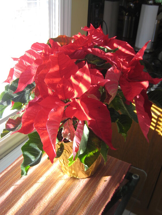 Dec Photo Hunt - 21. Poinsettia (8pts)