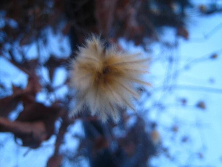 March POD Challenge: #2 - winter bloom