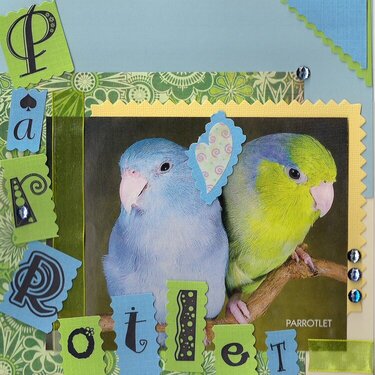 Nov POD Challege - 3. Parrotlet Love