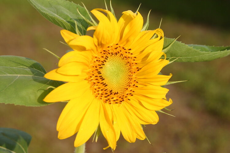 Sunflower