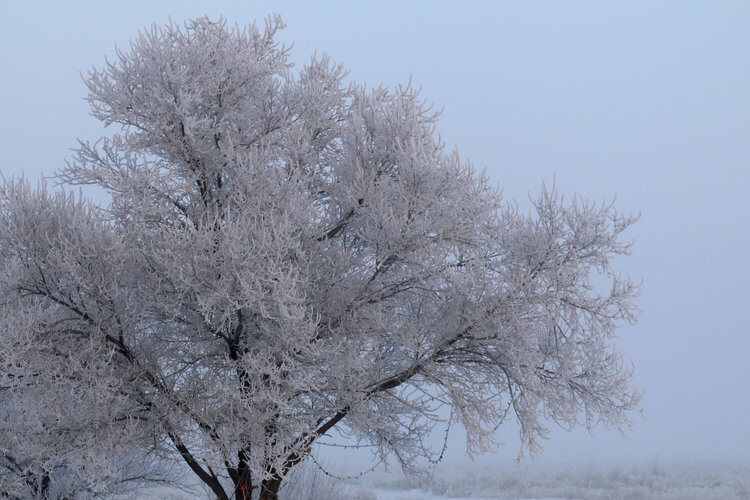 January 2 2016 Icy Tree