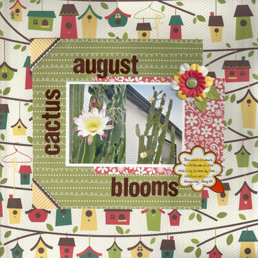 August Cactus Blooms