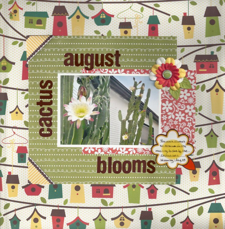 August Cactus Blooms