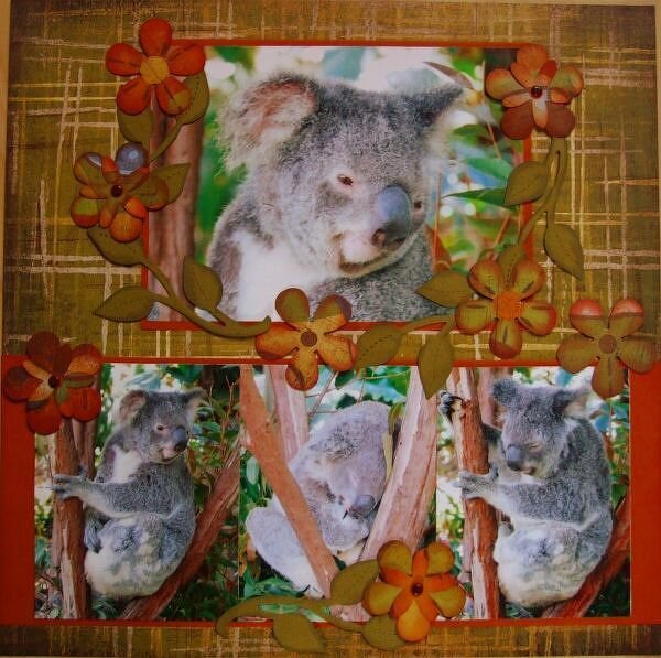 Australia Album - Kuranda Koala Gardens