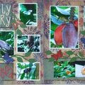 Australia Album - Kuranda Butterfly Sanctuary