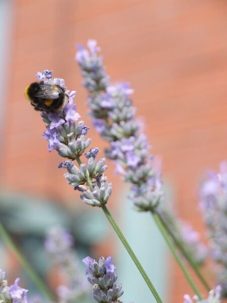 Macro Monday - In my Garden