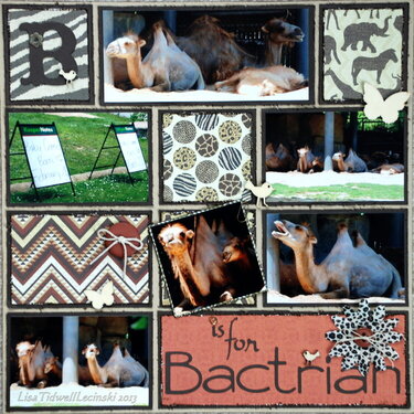 B is for Bactrian