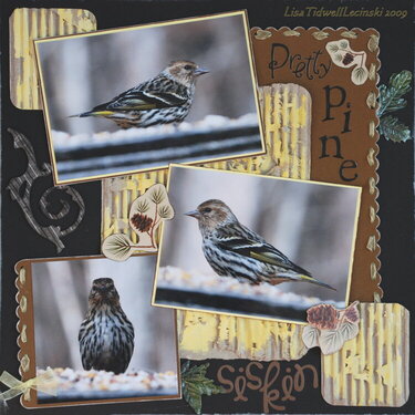 Pretty Pine Siskin