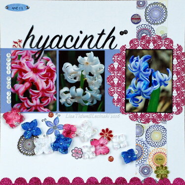 hyacinth in bloom