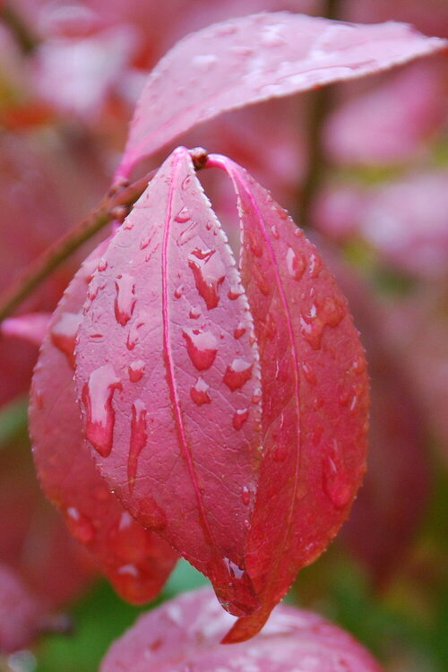 BP 17 Fall - Wet Leaves