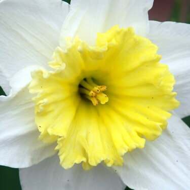 April POD #4 - Yellow &amp; White Daffodil
