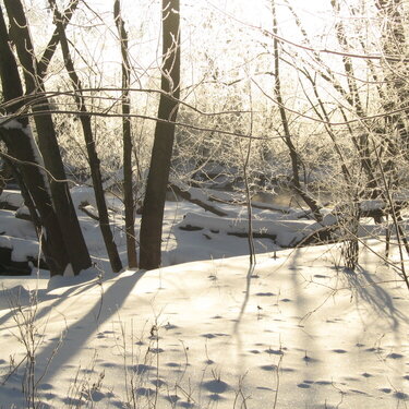 February POD #5 - Glowing Branches