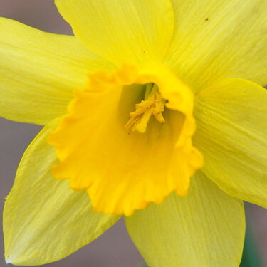 April POD #5 - Yellow Daffodil