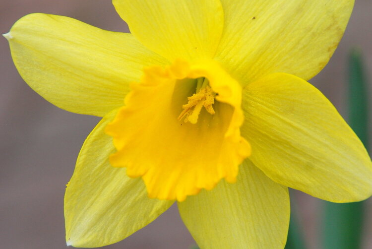 April POD #5 - Yellow Daffodil