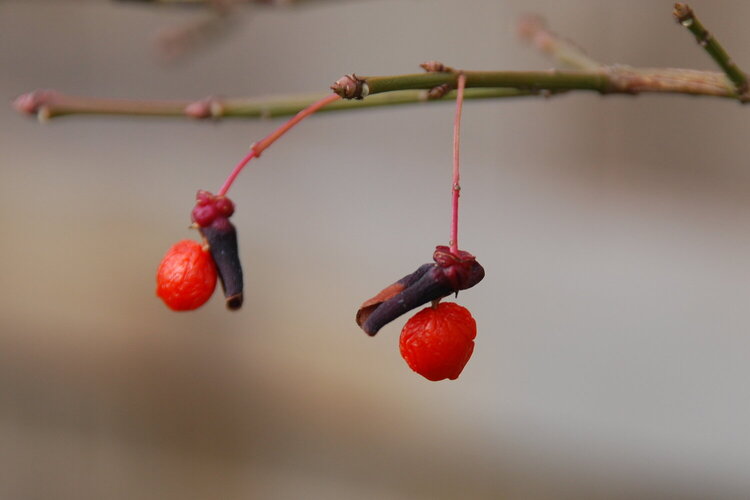 November POD #5 - Burning Bush Berries
