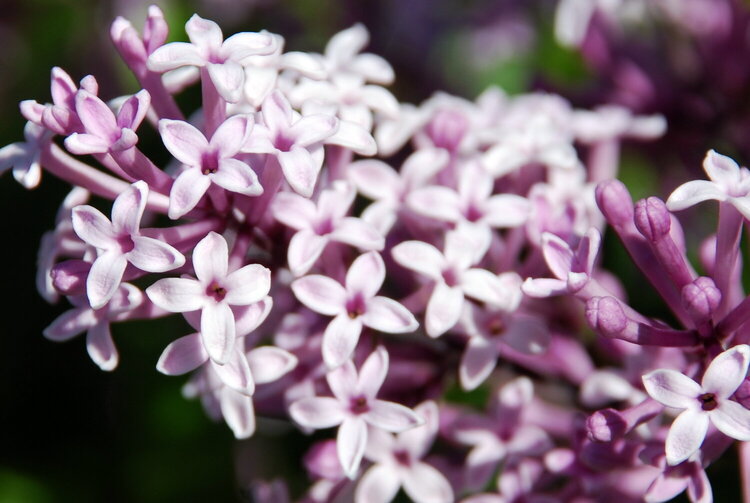 May POD #7 - Lilacs