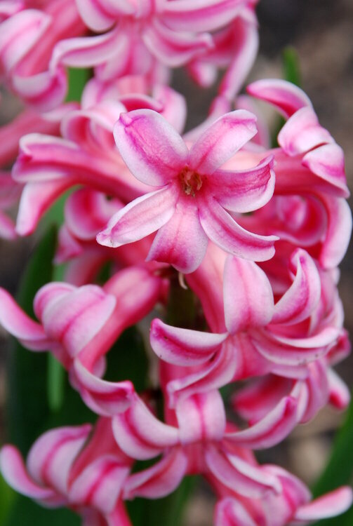 April POD #8 - Pink Hyacinth