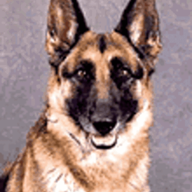 Talli  German Shepherd Dog