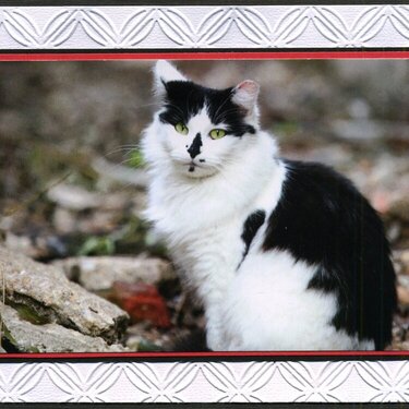 cat lover card