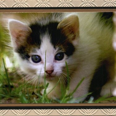cat lover card