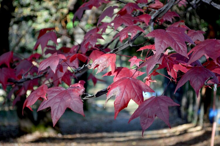 Fall Leaves