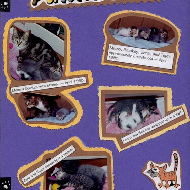 Purrrrr-fect Feline Pets 1