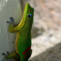 Just a Gecko