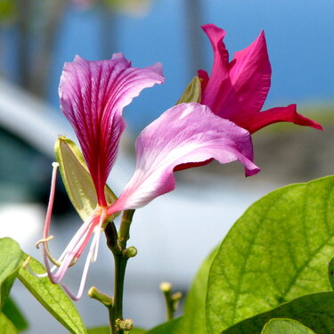 Pink Flower