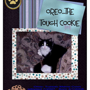 Oreo...My Tough Cookie