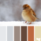 Design Seeds ~ Color Chirp