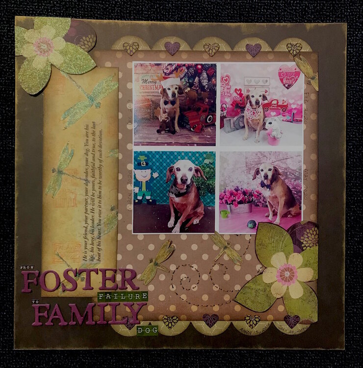from FOSTER failure to FAMILY dog