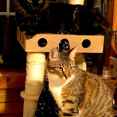 Grand Kitties